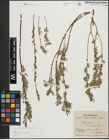 Foto von Salix repens subsp. incubacea (L.) A. Neumann